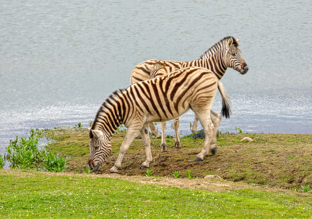 Thirsty Zebra by ludwigsdiana