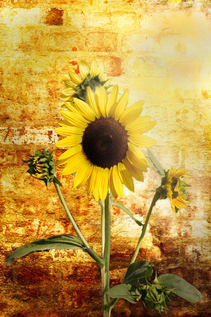 Sunflower's Make Me Happy  by joysfocus