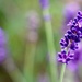Lavender Bokeh by phil_sandford