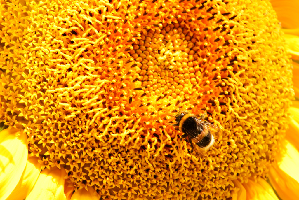 busy bee ... by ianmetcalfe
