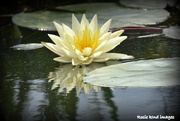 23rd Aug 2018 - Water Lily