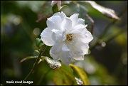 23rd Aug 2018 - After the rain