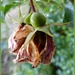 Rosehips ripening. by jokristina