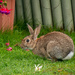 Rabbit by yorkshirekiwi