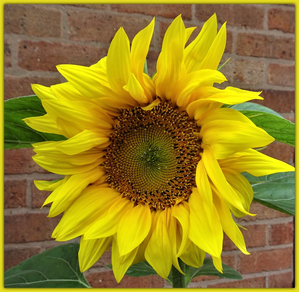 Sunflower by beryl