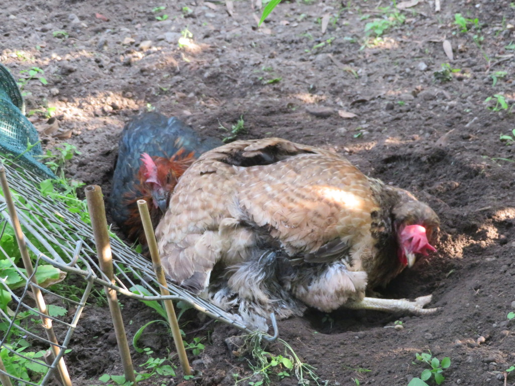 Dust bathing in the vegetable patch by lellie