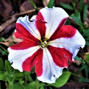 24th Aug 2018 - First Candy Stripe Petunia Flower ~