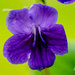 Purple flower by elisasaeter