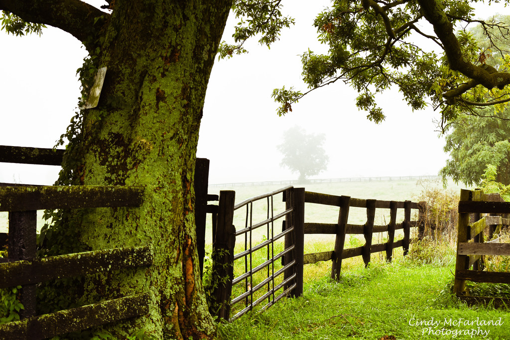 Misty Morning on the Farm by cindymc