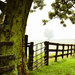 Misty Morning on the Farm by cindymc