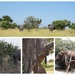 Elephants and Trees by allie912