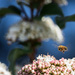 bee in flight by ulla
