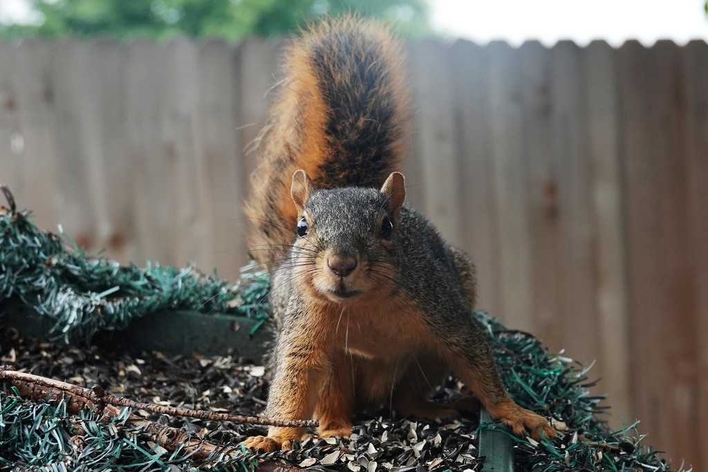 Same Squirrel - New Day by milaniet