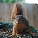 Same Squirrel - New Day by milaniet