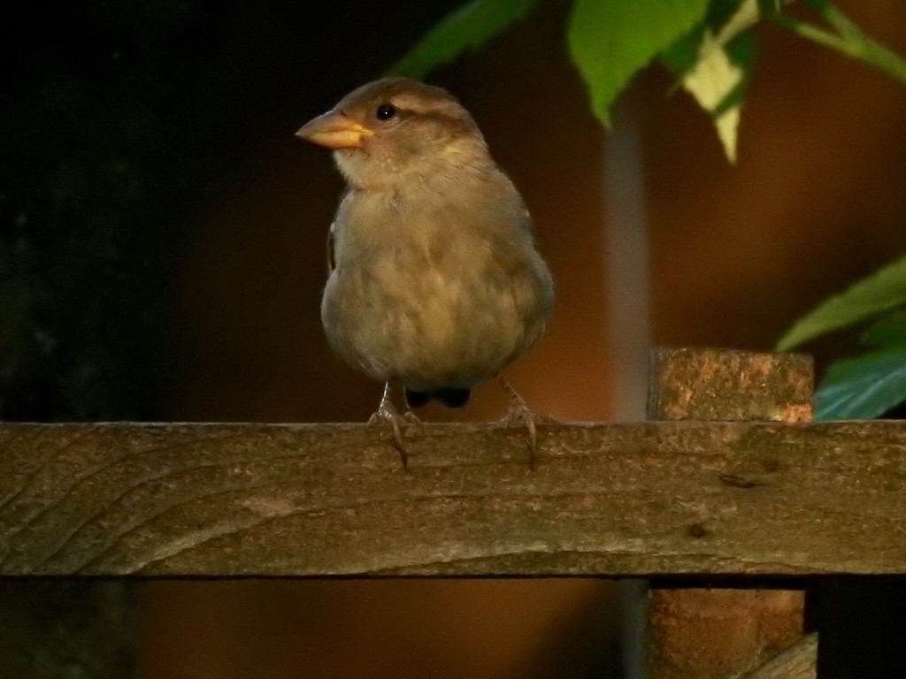 Evening sparrow by amyk