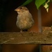 Evening sparrow by amyk