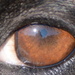Dog eye by francoise