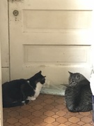 23rd Aug 2018 - Cats 