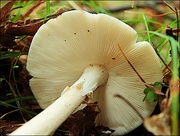 22nd Aug 2018 - Mushroom Gills