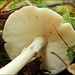 Mushroom Gills by olivetreeann