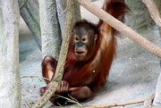19th Aug 2018 - Orangutan
