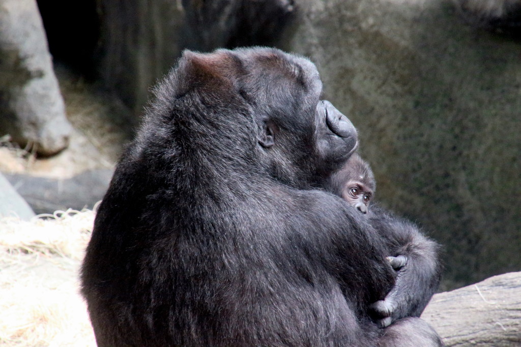 Gorilla With Baby by randy23