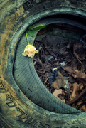24th Aug 2018 - Tyred Rose