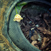 Tyred Rose by helenw2