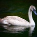 Teenage Swan by carole_sandford