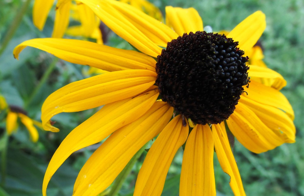 Black Eyed Susan by mittens