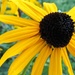 Black Eyed Susan by mittens