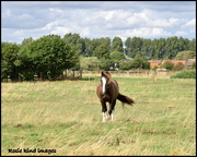 24th Aug 2018 -  Friendly horse