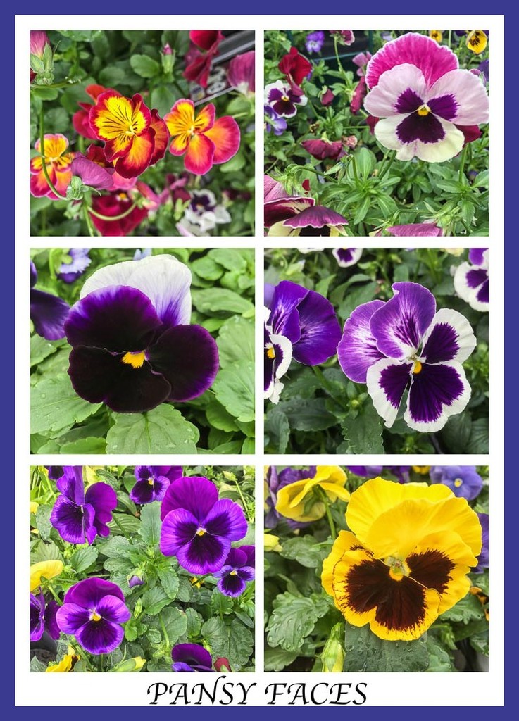 Pansy Faces by pamknowler