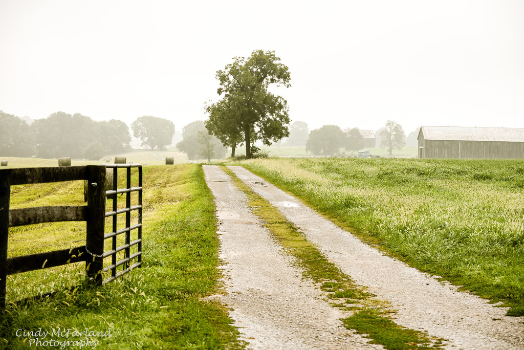 Fog Lifting on a Country Road by cindymc