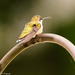 baby humingbird by samae