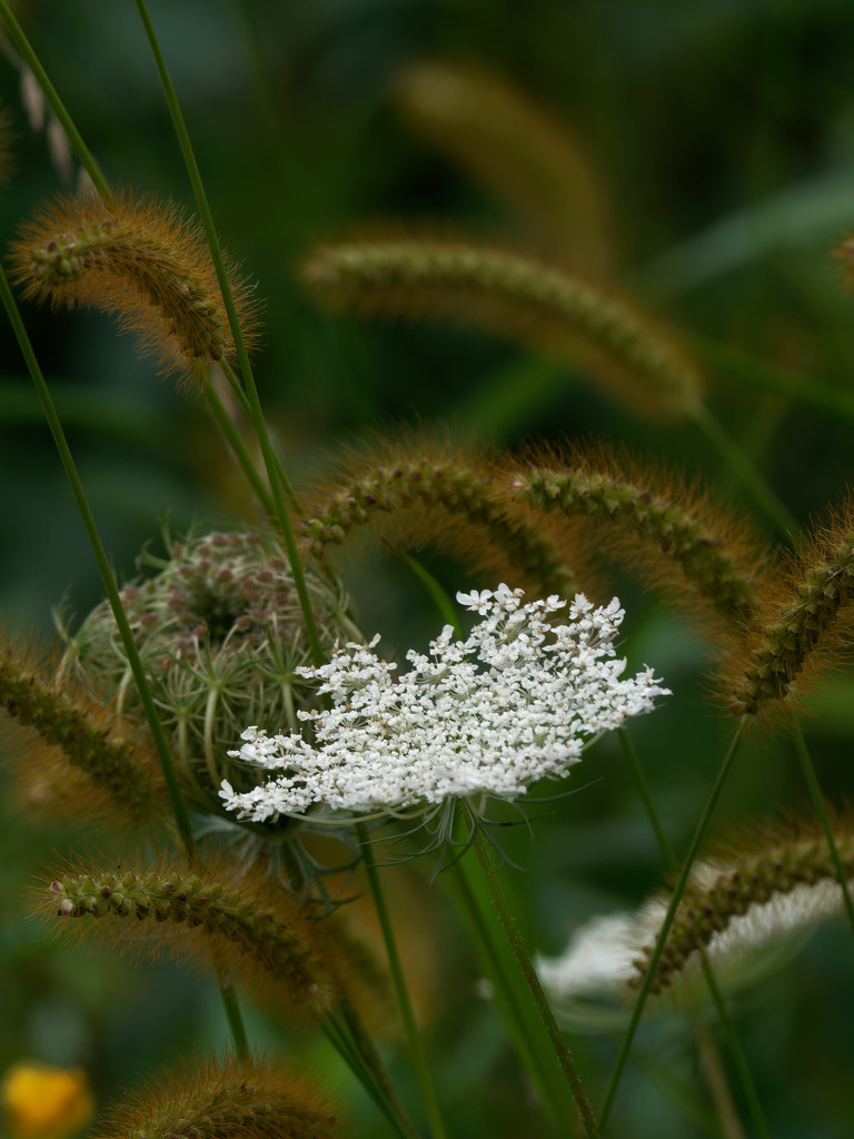 queen anne's lace in grass by rminer