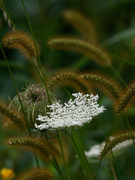24th Aug 2018 - queen anne's lace in grass