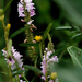 obedient plant fantasy by rminer
