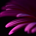 Purple Petals by jayberg
