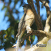 Fantail Cuckoo by koalagardens