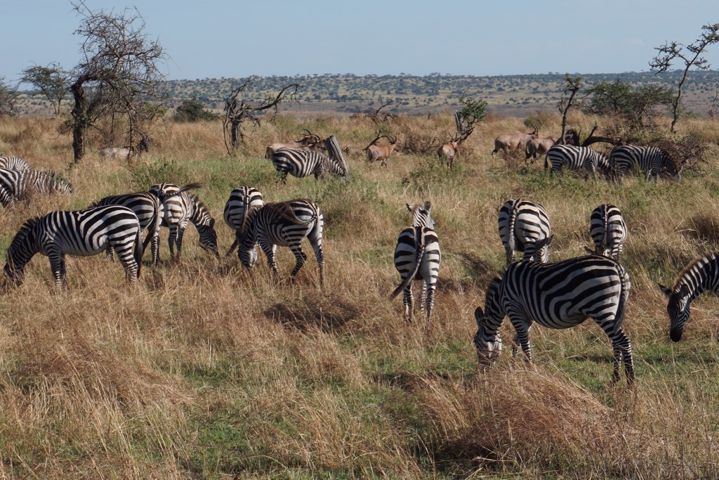 A Dazzle of Zebras by allie912