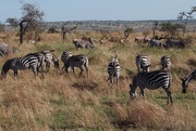 25th Aug 2018 - A Dazzle of Zebras