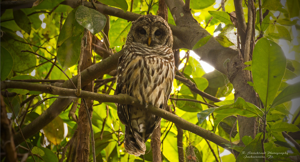 Another Barred Owl! by rickster549