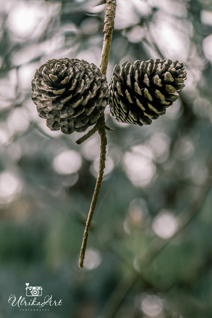 pine cones by ulla