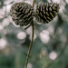 pine cones by ulla