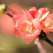 plum tree blossom by ulla