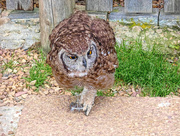 25th Aug 2018 - A Spotted Eagle Owl