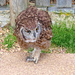 A Spotted Eagle Owl by ludwigsdiana