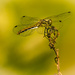 A dragonfly by haskar