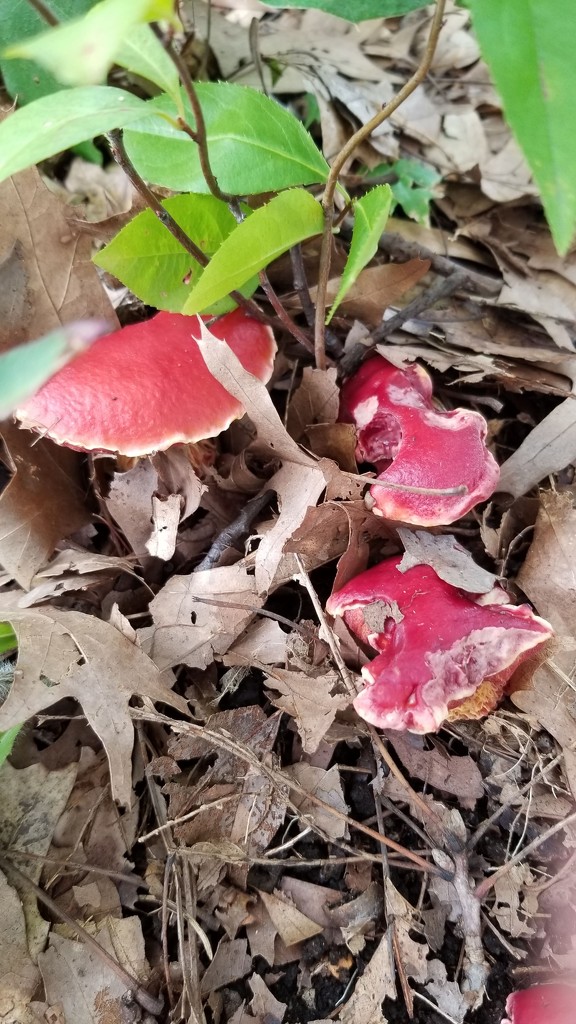 Red Mushrooms by meotzi